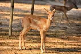 wild young deer in forest