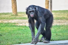 Monkey Ape Primate
