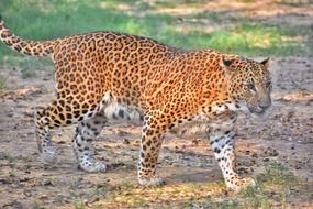 Wildlife Mammal Nature