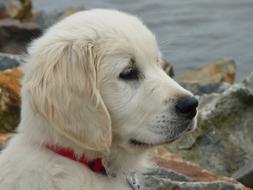 Dog Pup Golden Retriever Portrait