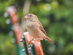 cute bird on the fence