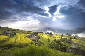 Vietnam Rice Field Ha