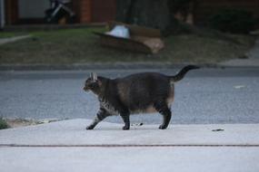 Outdoors Mammal Cat