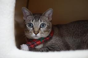 Animal Cute Pets