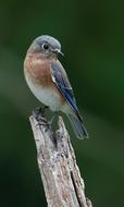 Bluebird Eastern Avian
