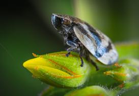 Insect Nature Animals Living