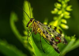 Insect Nature Wing