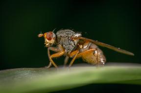 Insect Nature Animals Living