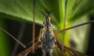 Insect Nature Living