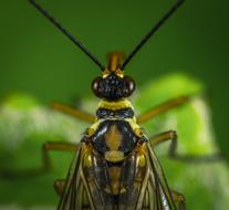 beetle sitting in the grass