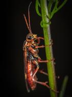 insect red blade of grass macro