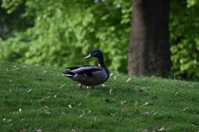 Bird Nature Animal World