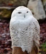 Snowy Owl Plumage