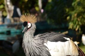 Grey Crowned Crane Bird Africa
