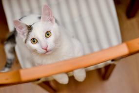 Cat Domestic Pets Sitting