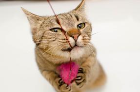 Cat Bury Tabby