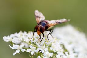 Hoverfly Close Up Macro