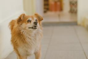 Dog Cão Cachorro