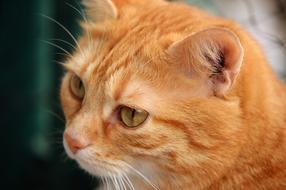Cat Red Cute