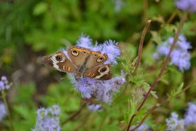 Buckeye Butterfly Eupatorium