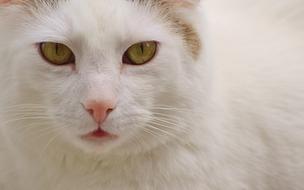 Cat Domestic White