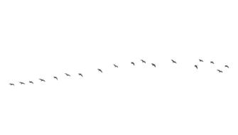 birds migratory flying animal