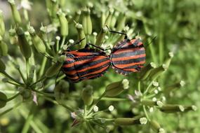 Japan Natural Insect Stink