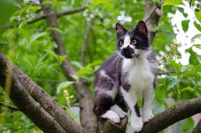 Cat Domestic Animal A