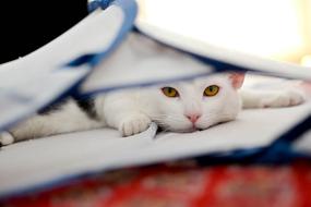 Cat Domestic Animal