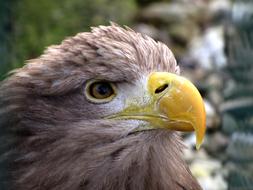 Animal World Bird Of Prey Adler