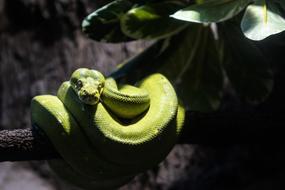 green cute snake