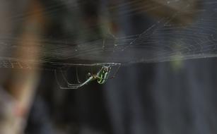 Insect Nature Outdoors