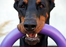 Doberman Dog Eyes
