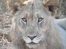 Wildlife Animal Carnivore