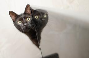 cat reflection