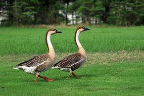 Big Wild Goose Pagoda Walking Park