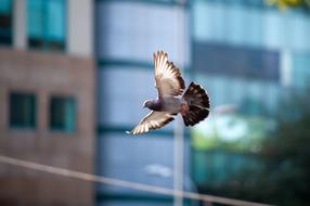 Bird Dove Flight