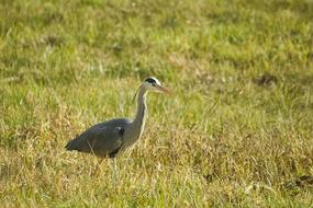 Grey Heron Bird