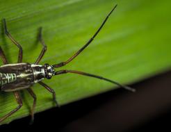 Insect Bespozvonochnoe Mustache