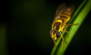 Insect No One Nature Living