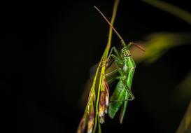 Insect Bespozvonochnoe