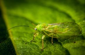 green insect in the garden