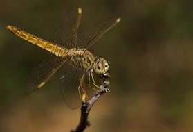 Insect Dragonfly Wildlife