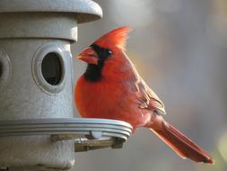 Bird Nature Red