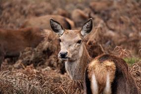Animal Nature Wildlife