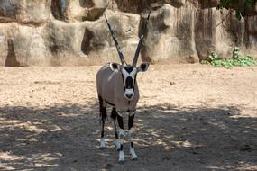 Wildlife Animal