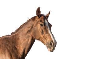 Horse Head macro