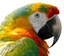 Parrot Bird Feather