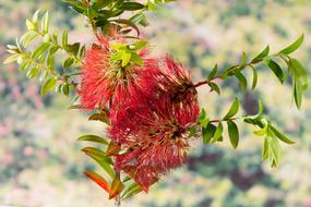 Australia Tasmanian red flowers