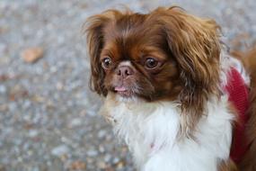 Dog Small Cute